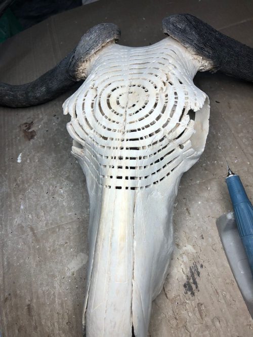 Restoring Animal Skull